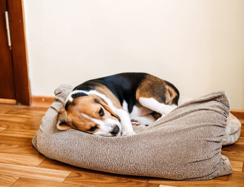 What Should I Do If My Dog Has Diarrhea?