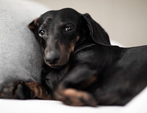How Do I Tell If My Pet Is in Pain?