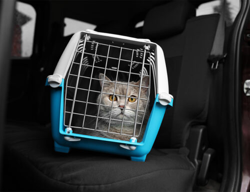 Holiday Concerns and Safety for Pets