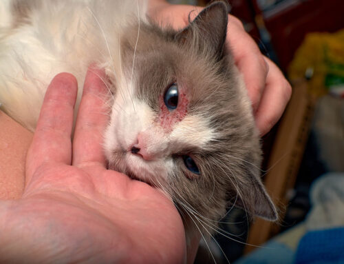 How Do I Know If My Pet Has Allergies?