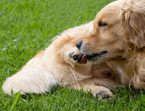 Why Is My Dog Licking Their Paws Constantly?